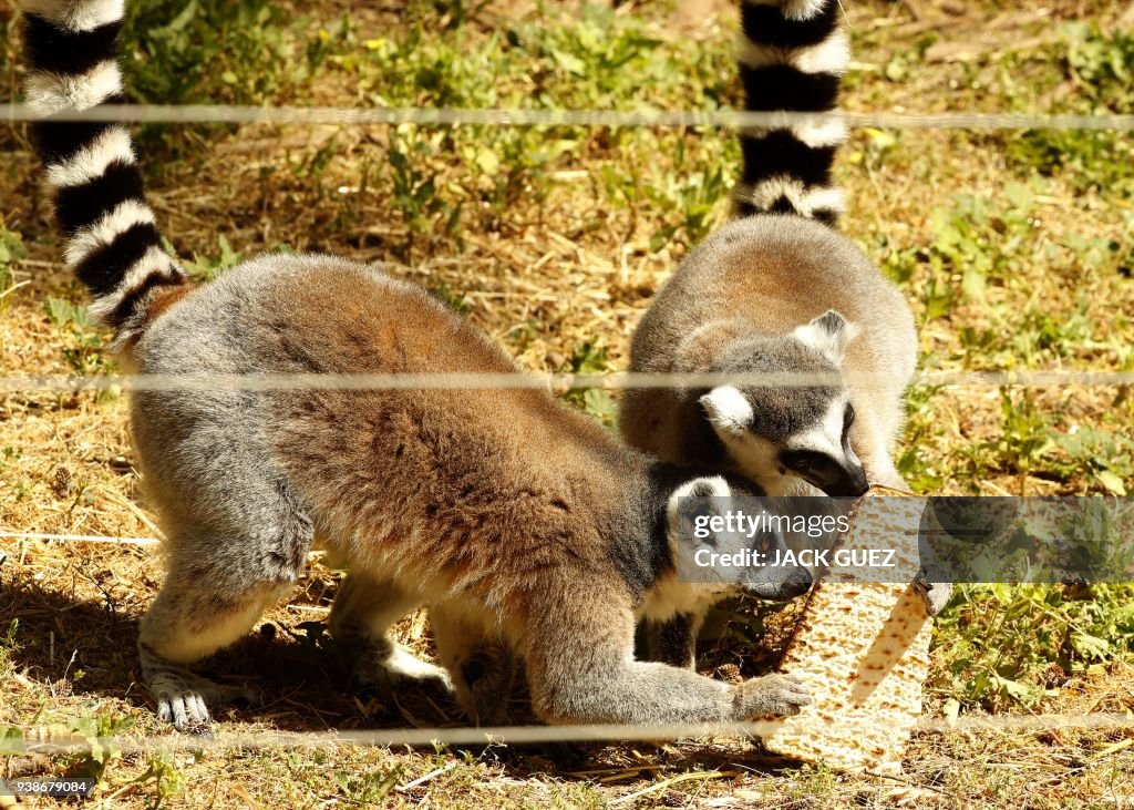 ISRAEL-ANIMAL-NATURE