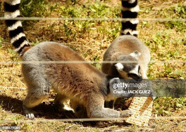 Picture taken on March 27, 2018 shows a lemur eating traditional Matza eaten during the upcoming Jewish holiday of Passover, at the Ramat Gan Safari...