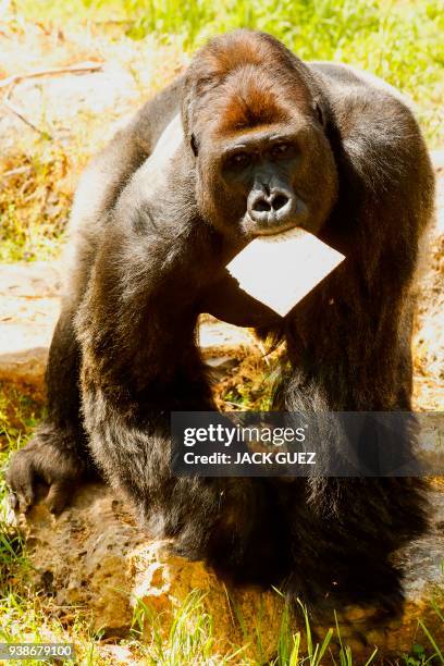 Picture taken on March 27, 2018 shows a gorilla eating traditional Matza eaten during the upcoming Jewish holiday of Passover, at the Ramat Gan...