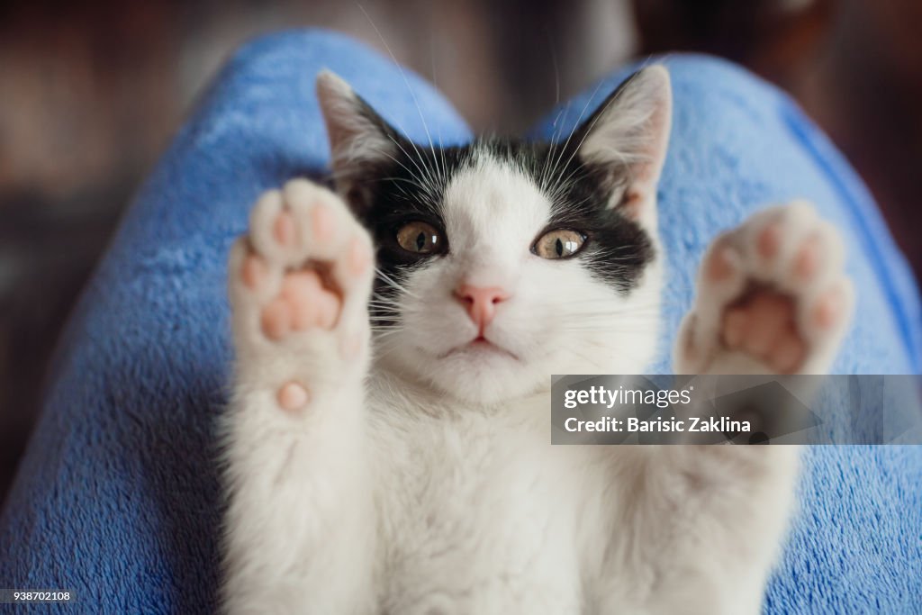 White cat lies on woman's knees