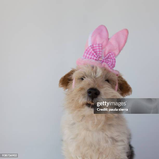 fox terrier wearing a easter bunny ears headband - easter bunny ears ストックフォトと画像