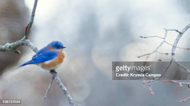 natural frame and texture of bird at bush - bird feeder stockfoto's en -beelden