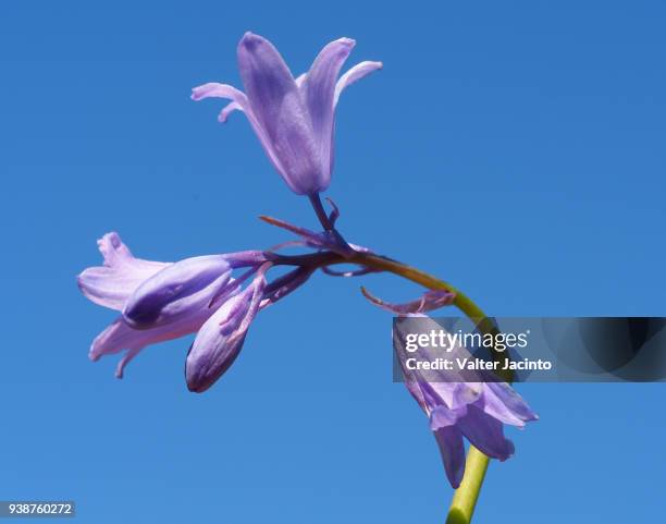 spanish bluebell (hyacinthoides hispanica) - blue flower fotografías e imágenes de stock