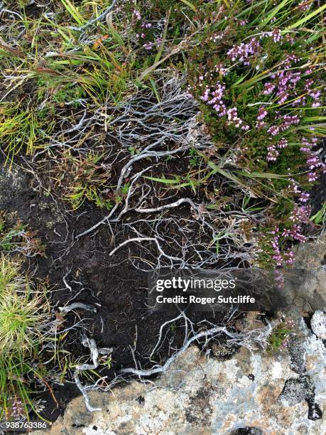 Heather Roots Heather Texture Photos and Premium High Res Pictures - Getty Images
