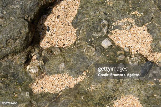 rock with limpet fossils and sand - limpet - fotografias e filmes do acervo