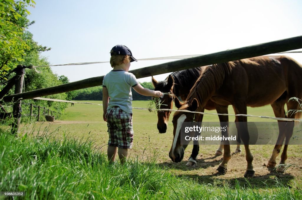 Feeding horses