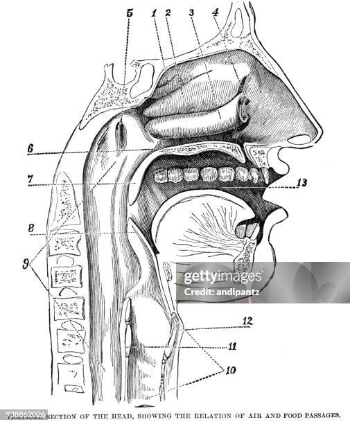 engraving of vertical section of the head - respiratory tract stock illustrations