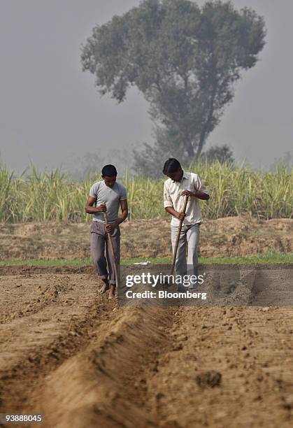 Farmers work in their wheat field in the village of Bijnor, India, on Thursday, Dec. 3, 2009. India, the world's second-biggest producer of wheat,...
