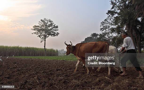 Farmer ploughs his wheat field in the village of Bijnor, India, on Thursday, Dec. 3, 2009. India, the world's second-biggest producer of wheat, said...