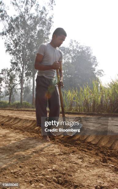 Farmer works in his wheat field in the village of Bijnor, India, on Thursday, Dec. 3, 2009. India, the world's second-biggest producer of wheat, said...
