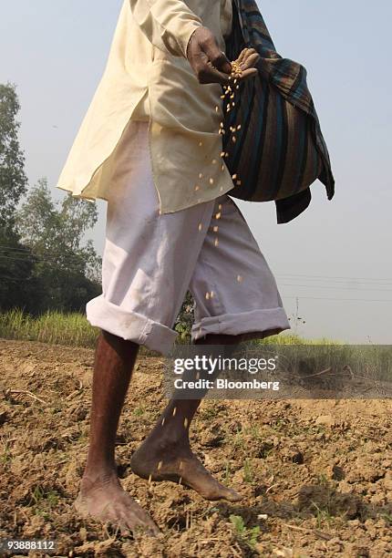 Farmer sows seeds in his wheat field in the village of Bijnor, India, on Thursday, Dec. 3, 2009. India, the world's second-biggest producer of wheat,...