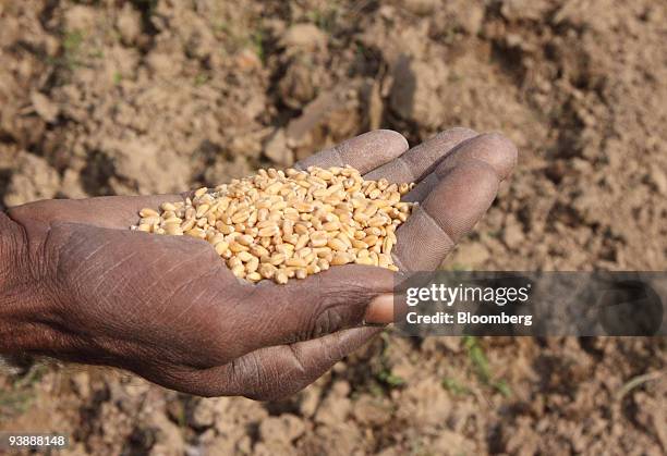 Farmer displays wheat seeds he will plant in the village of Bijnor, India, on Thursday, Dec. 3, 2009. India, the world's second-biggest producer of...