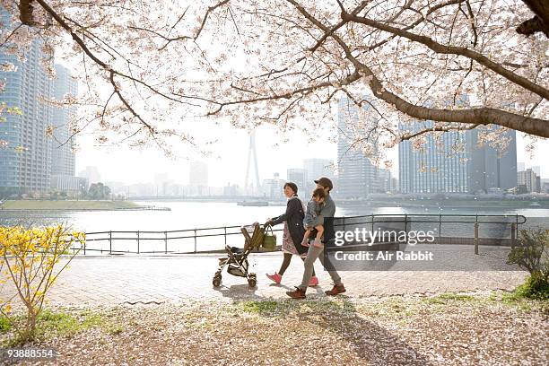 young family under cherry blossoms tree - ベビーカー ストックフォトと画像