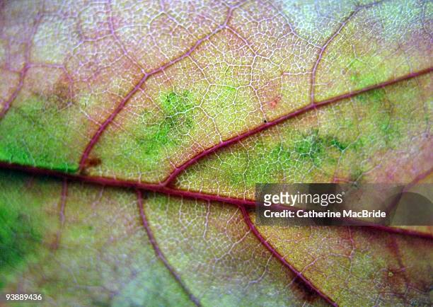 autumn leaf macro - catherine macbride photos et images de collection