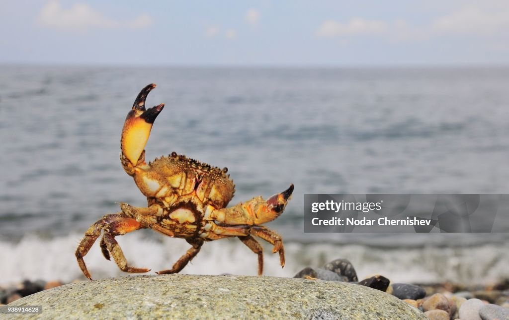 Primer plano del cangrejo sobre piedra contra el mar