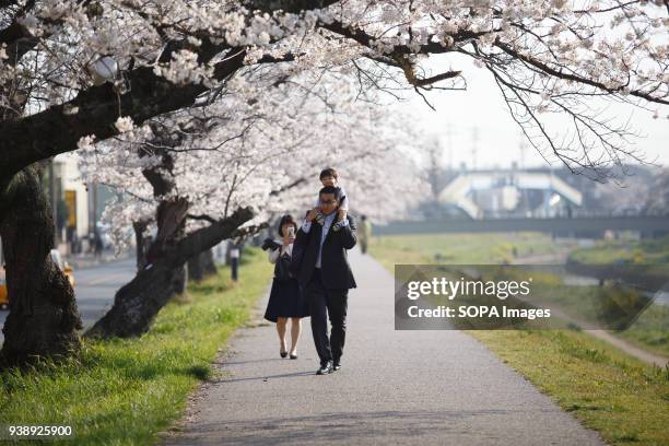 Family enjoy cherry blossoms in Toyokawa. The Cherry blossom also known as Sakura in Japan normally peaks in March or early April in spring. The...