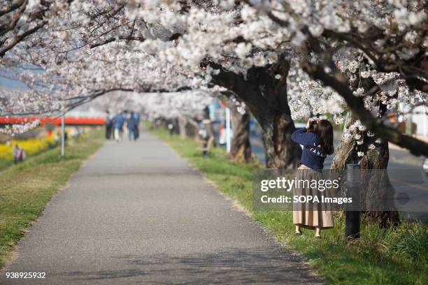 Woman takes photos of the blossoming cherry tree and enjoying cherry blossoms in Toyokawa. The Cherry blossom also known as Sakura in Japan normally...