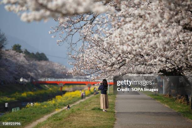 Woman takes photos of the blossoming cherry tree and enjoying cherry blossoms in Toyokawa. The Cherry blossom also known as Sakura in Japan normally...