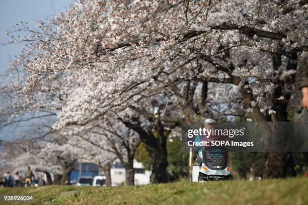 Man is seen riding his wheelchair along river side with cherry blossoms in Toyokawa. The Cherry blossom also known as Sakura in Japan normally peaks...