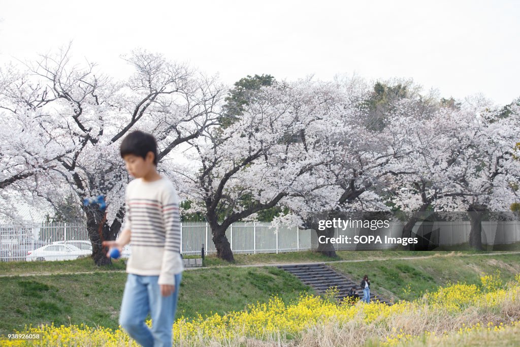 A boy enjoys cherry blossoms at the riverside in Toyokawa.