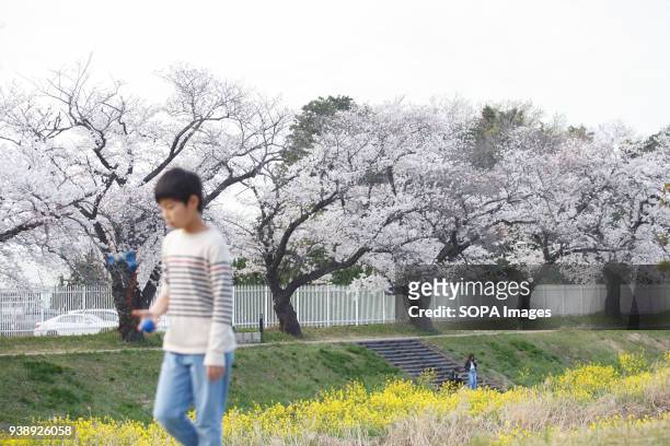 Boy enjoys cherry blossoms at the riverside in Toyokawa. The Cherry blossom also known as Sakura in Japan normally peaks in March or early April in...