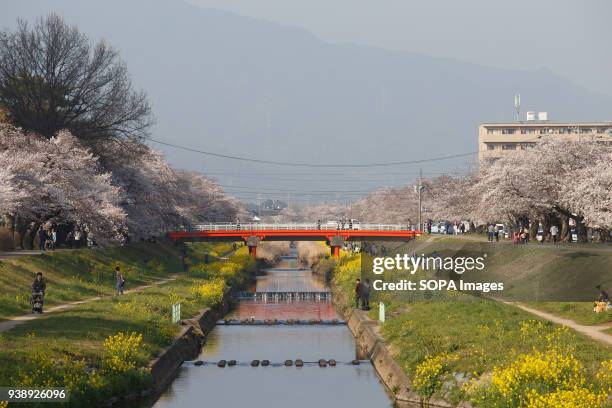 People enjoy cherry blossoms at the riverside at Toyokawa. The Cherry blossom also known as Sakura in Japan normally peaks in March or early April in...