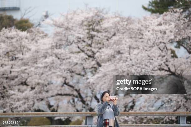 Woman takes photos of the blossoming cherry tree and enjoying cherry blossoms in Toyokawa. The Cherry blossom also known as Sakura in Japan normally...