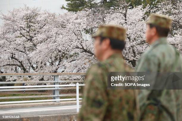 Self Defense Force staff of the Toyokawa garrison are seen walking in Toyokawa. The Cherry blossom also known as Sakura in Japan normally peaks in...