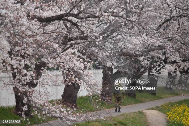 Self Defense Force staff of the Toyokawa garrison is seen walking under the cherry tree in Toyokawa. The Cherry blossom also known as Sakura in Japan...