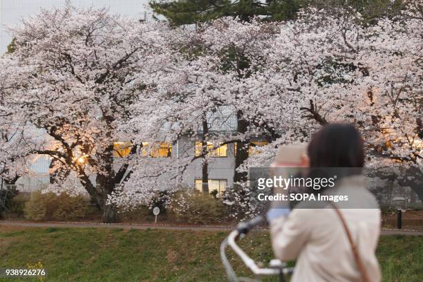 Women takes photos of the blossoming cherry tree and enjoying cherry blossoms in Toyokawa. The Cherry blossom also known as Sakura in Japan normally...
