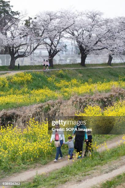 Foreign family enjoy cherry blossoms in Toyokawa. The Cherry blossom also known as Sakura in Japan normally peaks in March or early April in spring....