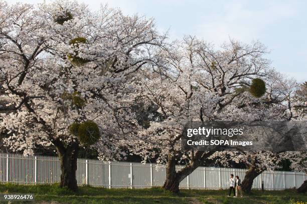 People enjoy cherry blossoms at the riverside at Toyokawa. The Cherry blossom also known as Sakura in Japan normally peaks in March or early April in...