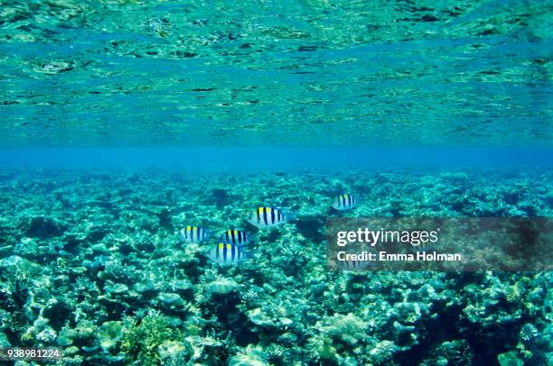 reef scene - sergeant major fish in the shallows - sergeant major fish stock pictures, royalty-free photos & images