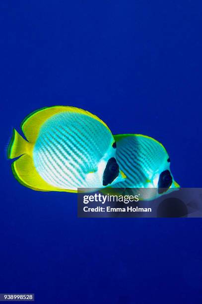 pair of angelfish on blue background - angel fish stock pictures, royalty-free photos & images