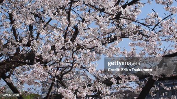 cherry blossoms - satoyama scenery stock-fotos und bilder