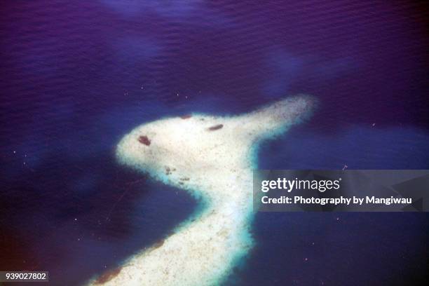 rabbit reef - costume rabbit ears stock pictures, royalty-free photos & images