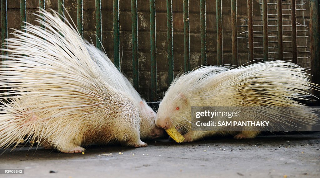 Two albino porcupines compete for a corn