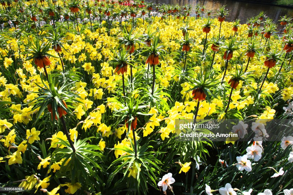 Flowers During Spring Tulip Flowers During Spring In Netherlands High-Res Stock Photo - Getty ...