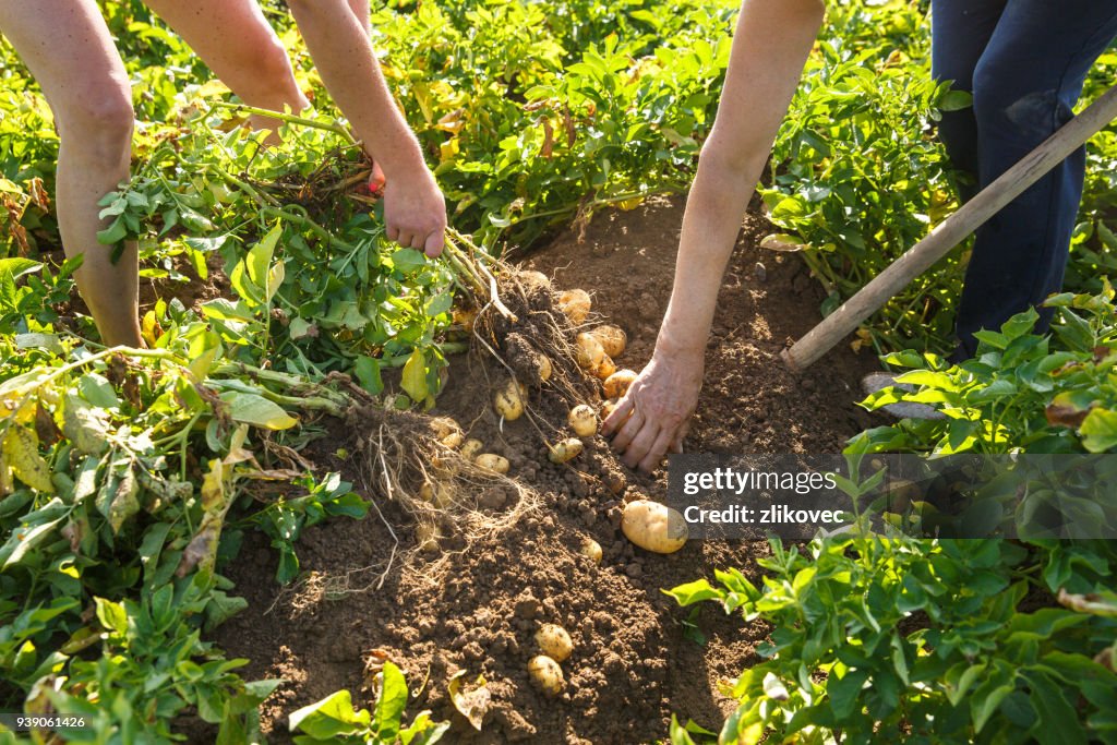 Workers digging up fresh potatoes