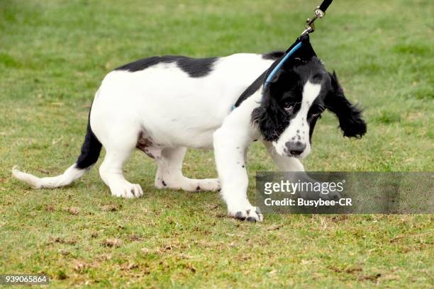 cocker spaniel puppy pulling on the lead - pet leash fotografías e imágenes de stock