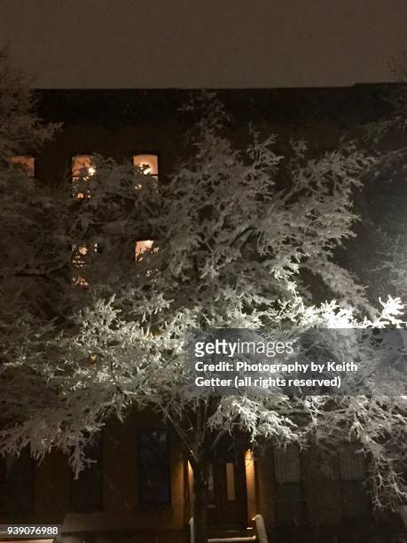wind blown snow on a tree during a nor’easter viewed at night - new york spring spectacular stock-fotos und bilder