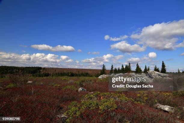 sphagnum bog - monongahela national forest stock pictures, royalty-free photos & images