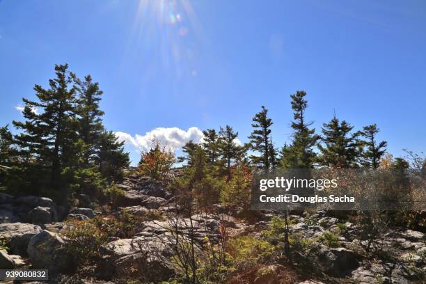 dolly sods wilderness in west virginia, usa - monongahela national forest stock-fotos und bilder