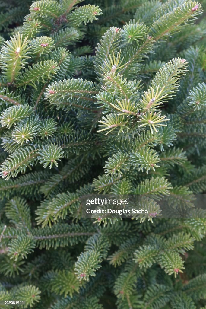 Close-up of a Canaan fir evergreen tree (Abies balsamea)