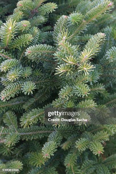 close-up of a canaan fir evergreen tree (abies balsamea) - vale de canaan imagens e fotografias de stock