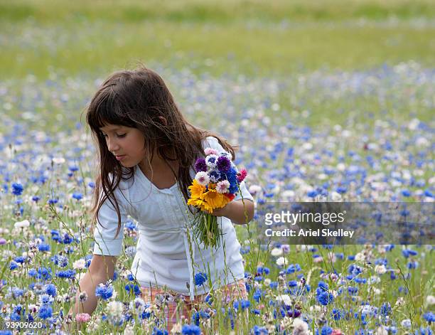 mixed race girl picking wildflowers in field - plucking bildbanksfoton och bilder