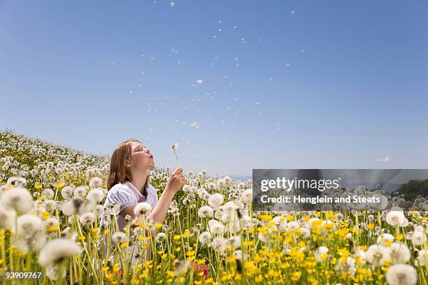 girl in meadow blowing dandelion seeds - 12 o'clock stock-fotos und bilder