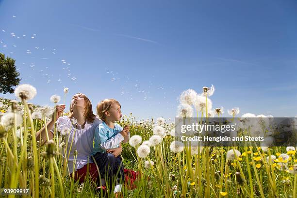 girl, boy blowing dandelions - child dandelion stockfoto's en -beelden