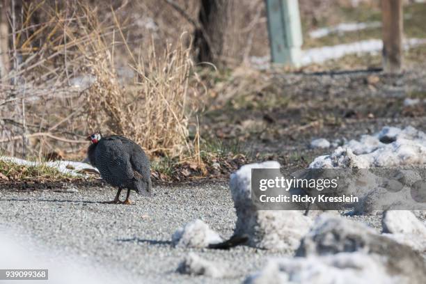 guinea fowl on side of road - guinea fowl stock-fotos und bilder