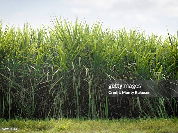 sugar cane crop - sugar cane field stock-fotos und bilder